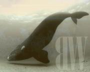 BRONZE WHALE
