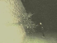 FOREST SWORDS