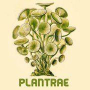 PLANTRAE
