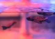 TRIPPY TURTLE