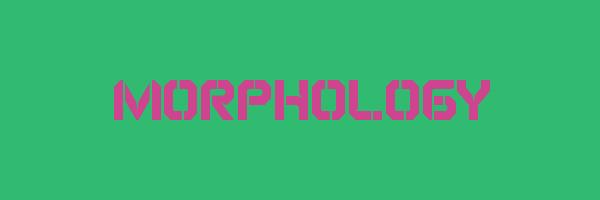 MORPHOLOGY Logo