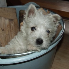 OCHU LAROSS